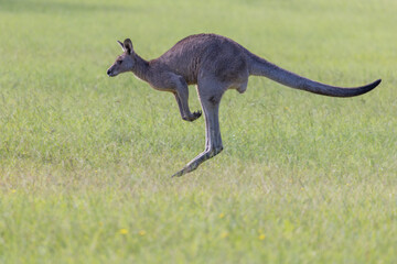 Close-up view of an Eastern Grey Kangaroo (Macropus giganteus) hopping across a grass field in New South Wales, Australia. Iconic image of jumping  kangaroo seen in profile.