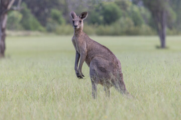 Eastern Grey Kangaroo (Macropus giganteus) standing on a grass field in New South Wales, Australia,...