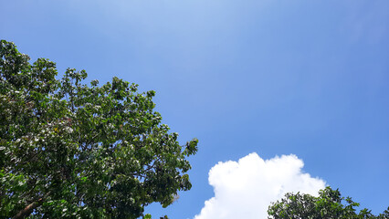 Blue sky with a beautiful tree on the left