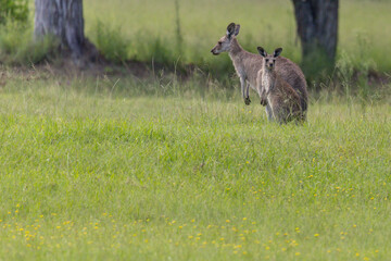 Female Eastern Grey Kangaroo (Macropus giganteus) and her young joey on a grass field in New South Wales, Australia.