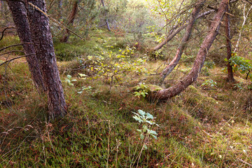 Damaged trees in a forest after an extreme weather storm on a winter day. A landscape of uprooted trees outdoors in nature with green grass. Wood in woodland after a hurricane or tornado