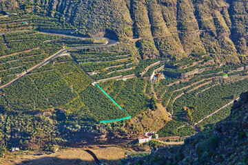 Above view of banana plantations on agriculture island in Los Llanos, La Palma, Spain. Landscape of wide cultivated land or tropical fields with lush green vegetation on rocky hills or mountains