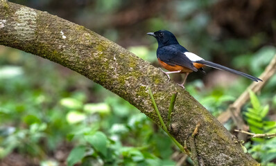 The white-rumped shama is a small passerine bird of the family Muscicapidae.
