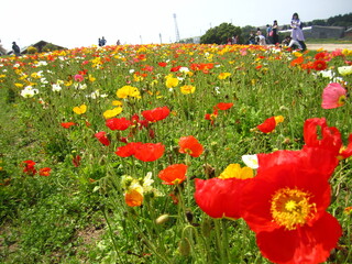 ポピーの花畑