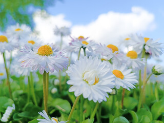 Floral blurred background for background. Camomile field