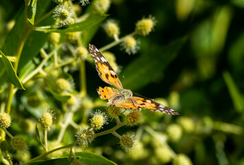 butterfly on a flower