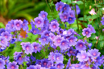 Purple cranes bill flowers growing in a garden in spring. Bunch of bright blossoms in a lush green outdoor park. Lots of beautiful ornamental geranium flower plants for backyard landscaping