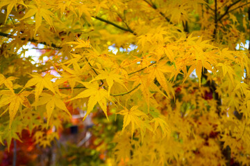 Autumn leaves in Japanese garden