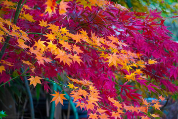 Autumn leaves in Japanese garden
