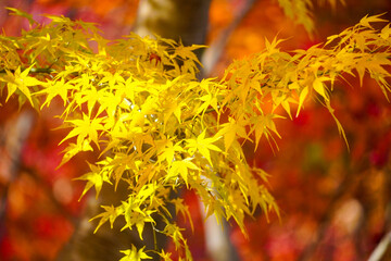 Autumn leaves in Japanese garden