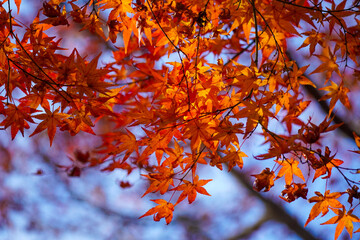 Autumn leaves in Japanese garden