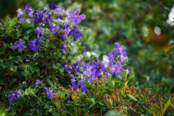 Fototapeta premium Purple clematis flowers growing in a garden with copy space. Bunch of blossoms in a lush green outdoor park. Lots of beautiful ornamental Italian leather flower plants for backyard landscaping