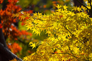 Naklejka na ściany i meble Autumn leaves in Japanese garden