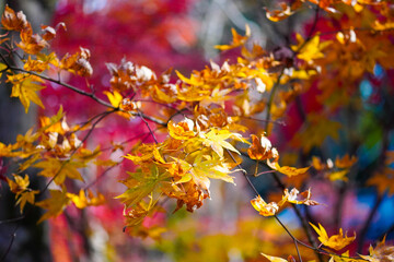 Autumn leaves in Japanese garden