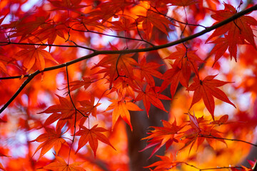 Autumn leaves in Japanese garden