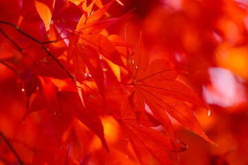 Autumn leaves in Japanese garden