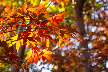 Autumn leaves in Japanese garden