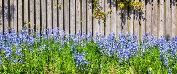 Landscape view of common bluebell flowers growing and flowering on green stems in private backyard...