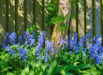 Landscape view of common bluebell flowers growing and flowering on green stems in private backyard...