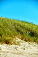 Copyspace with grass growing on an empty beach or dune against a blue sky background. Scenic seaside to explore for travel and tourism. Sandy landscape on west coast of Jutland in Loekken Denmark