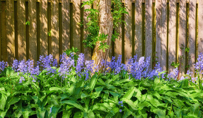 Bluebells growing in a green garden on a sunny day with a wooden gate background. Details of blue flowers in harmony with nature, tranquil wild flower field in a zen, quiet backyard
