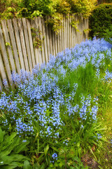 Landscape view of common bluebell flowers growing and flowering on green shrubs in private backyard...