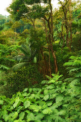 Many trees and bushes in a lush green forest in Hawaii, USA. Magical woods with beauty in nature, beautiful and mysterious quiet outdoors. Peaceful morning in a soothing, calming zen rainforest