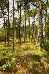 Fototapeta na wymiar Beautiful lush green forest in springtime, tall pine trees growing with nature in harmony and copyspace. Tranquil, calm summer morning with a view of a zen, quiet jungle and soothing fresh air