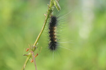 A worm with two ants on a plant