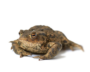 Portrait of a common European toad isolated on white studio background. One brown frog with bumpy black spots. A wet amphibian species with rough textured leathery skin and short legs