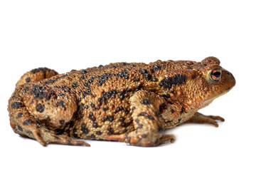 Common true toad or frog with brown body and black dot markings on dry rough skin isolated on a white background with copyspace. Amphibian from the bufonidae species ready to hop around and croak