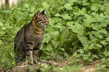 tabby cat sitting on the ground