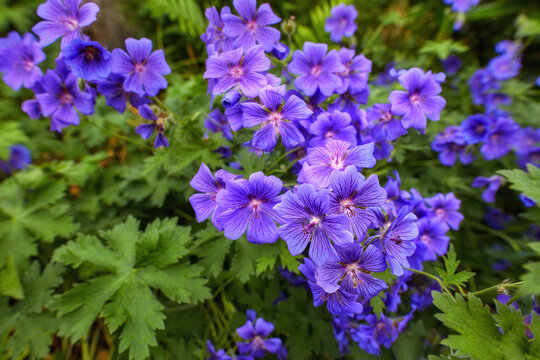 Top view of meadow geranium flowers growing in botanical garden among foliage in summer. Geranium pratense growing and blooming on field in spring. Beautiful violet flowering plants budding in a park