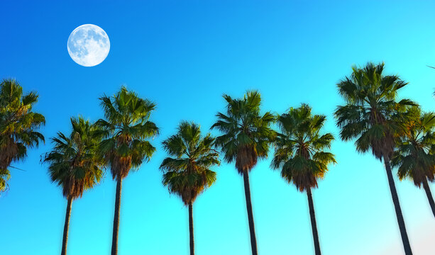 View of a full moon above a row of palm trees with copyspace. Holiday and vacation destination with a view of coconut trees growing in a tropical environment against a beautiful bright blue night sky