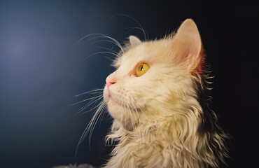portrait of a cat