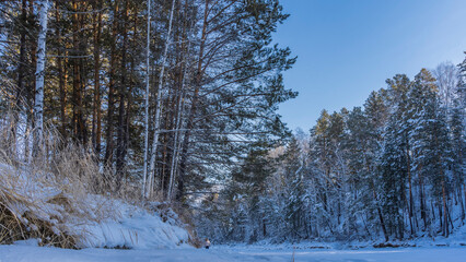 A forest of birch and pine trees grows on the banks of the frozen river. Dry grass in snowdrifts. A silhouette of a man is visible on the path. Clear blue sky. Altai. Katun