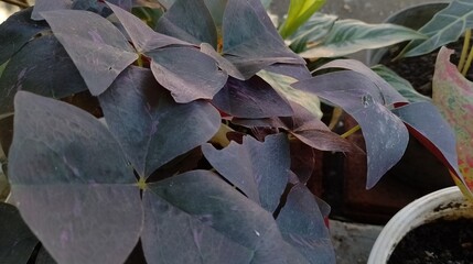 various ornamental plants in front of the house