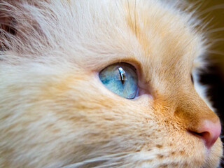 Fototapeta premium close up portrait of a cat