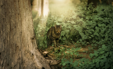 tiger cat in the forest