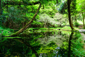 Naklejka na ściany i meble 山吹水源(Yamabuki Spring)観光・旅行 「熊本県の名水百選に選ばれている「山吹水源」は、毎分30トンもの水が湧き出ている原生林に囲まれた静かな水源です。透き通った水面には木々の緑が映り、その美しさと鳥の声や風の音を聞きながら過ごす時間に心が癒されます。」 日本(春)2022年撮影 Taken in 2022, Japan (Spring) 九州・熊本県阿蘇郡産山村(山吹水源)