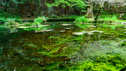 Fototapeta na wymiar 山吹水源(Yamabuki Spring)観光・旅行 「熊本県の名水百選に選ばれている「山吹水源」は、毎分30トンもの水が湧き出ている原生林に囲まれた静かな水源です。透き通った水面には木々の緑が映り、その美しさと鳥の声や風の音を聞きながら過ごす時間に心が癒されます。」 日本(春)2022年撮影 Taken in 2022, Japan (Spring) 九州・熊本県阿蘇郡産山村(山吹水源)
