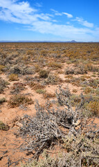 A hot savanna with dried plants on a sunny day in South Africa. An empty African landscape of barren highland with dry green grassland, shrubs, bushes, and a wide open blue sky with copy space