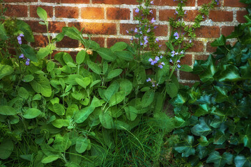 Fototapeta na wymiar Bushes of violas growing in a green backyard garden against a wall. Closeup of beautiful violet flowering plants blossoming in a park. Flowers flourishing and budding in nature during spring