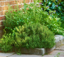 Fototapeta na wymiar Overgrown wild herb garden growing on a cement curb or sidewalk next t a red brick wall. Various plants in a lush flowerbed. Green shrubs growing in a backyard. Vibrant nature scene of small nursery