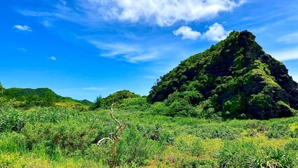 慶良間諸島安室島の夏の内陸部の草原