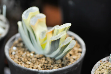 Haworthia ,Haworthia truncata or cactus or succulent .