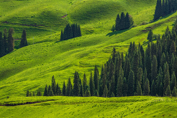 cypress trees on green hills background