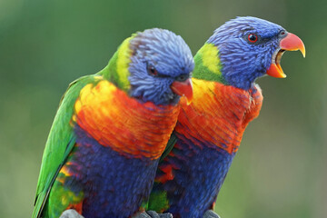 Australia Rainbow Lorikeet (Trichoglossus moluccanus)