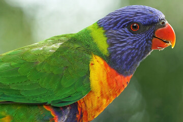 Australia Rainbow Lorikeet (Trichoglossus moluccanus) 