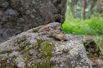 A light brown animal of the rodent family, a chipmunk with stripes on its back, is gnawing nuts or seeds in the forest.